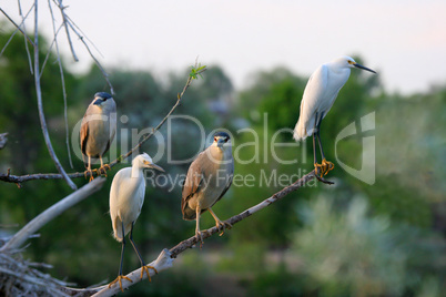 Snowy Egrets and Black Crowned Night Herons
