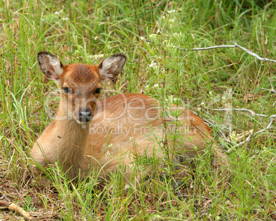 Baby Sitka Deer On Assateague Island