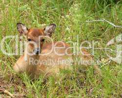 Baby Sitka Deer On Assateague Island