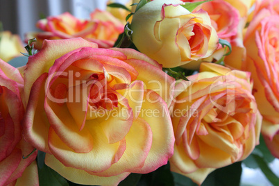 Pink and Yellow Bi-color Roses