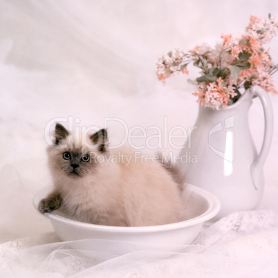 Himalayan kitten in white bowl