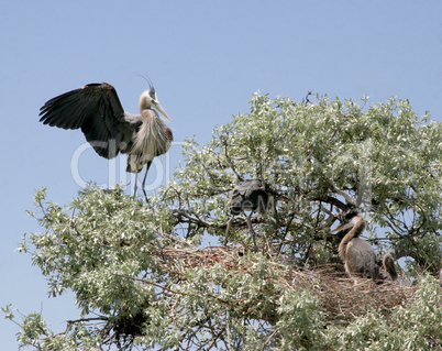 Great Blue Heron Birds