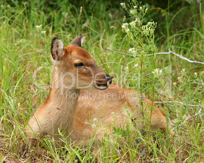 Baby Sitka Deer On Assateague Island