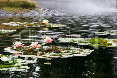 Pink Water Lilies In Pond With Mist
