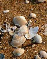 Sea Shells As Still Life