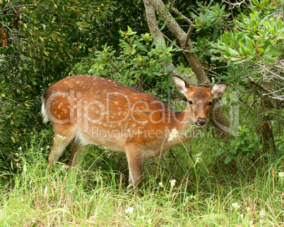Sitka Deer On Assateague Island
