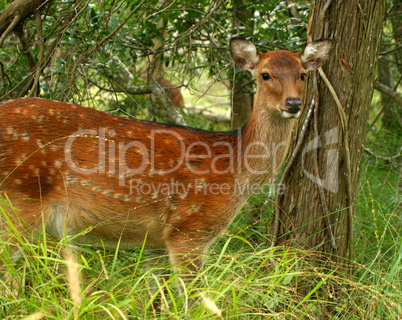 Sitka Deer On Assateague Island