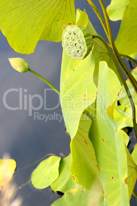 Lotus Pods, Leaves and Bud