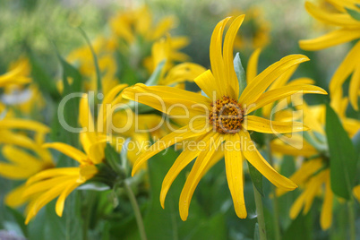 Field Of Yellow Mule Ear Sunflowers