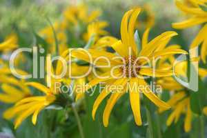 Field Of Yellow Mule Ear Sunflowers