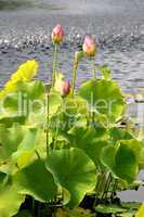 Lotus Blossoms In Pond
