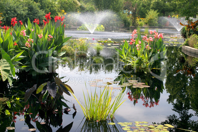 Water Garden With Fountain