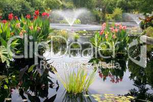 Water Garden With Fountain