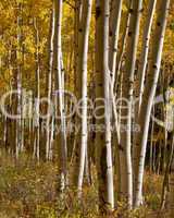 Aspen Tree Trunks In Fall