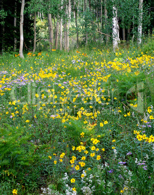 Wildflowers in a Mountain Meadow