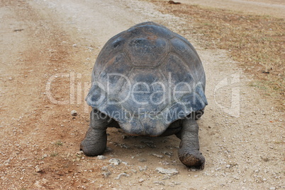 Riesenschildkröte