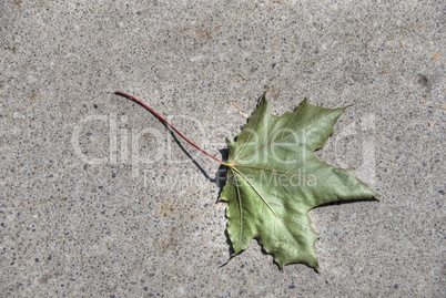 Maple Leaf in Toronto, 2008