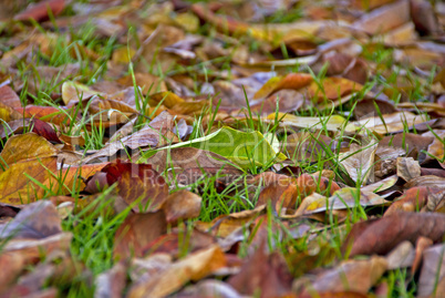 Fallen Leaves in a Tuscan Garden, 2008