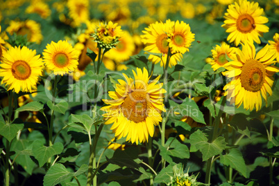 Sunflowers Field, Tuscany, July 2007