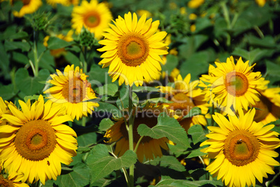 Sunflowers Field, Tuscany, July 2007