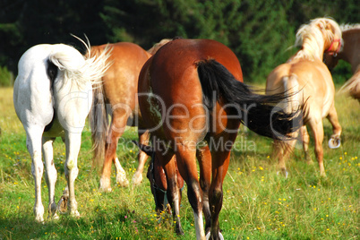 Horses, Dolomites, Italy, August 2007