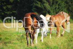 Horses, Dolomites, Italy, August 2007