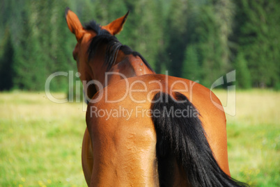 Horse in Val Visdende, Dolomites, Italy, August 2007