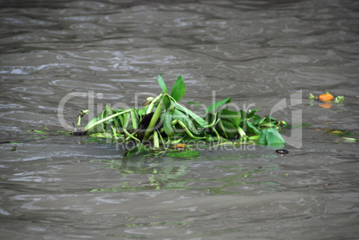 Algae in the Chao Phraya, Bangkok, Thailand, August 2007