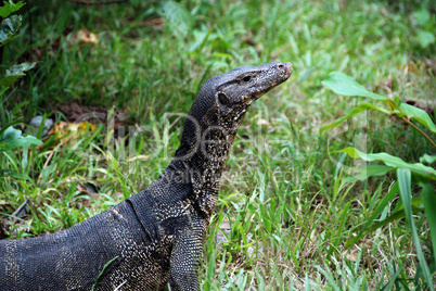 Monitor, Thailand, August 2007