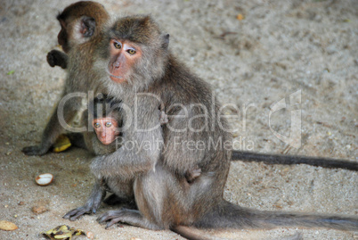 Group of Monkeys, Changmai, Thailand, August 2007