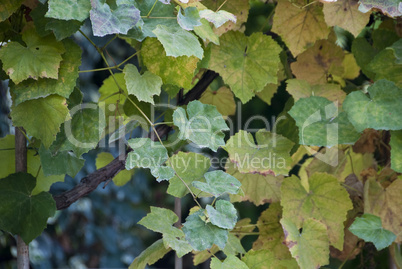 Autumn Leaves in a Tuscan Garden, Italy, October 2008