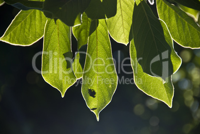 Sun through the Leaves, Tuscany, Italy, June 2009