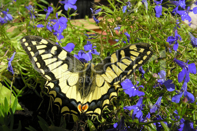 Yellow Butterfly, Dolomites, Italy, June 2009