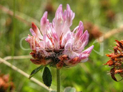 Flower, Dolomites, Italy, May 2003