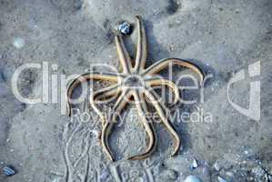 Starfish trapped on the sand, Florida, January 2007