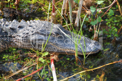 Sleeping Crocodile, Everglades, Florida