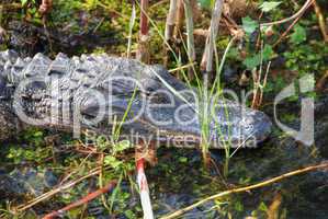 Sleeping Crocodile, Everglades, Florida