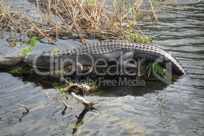 Relaxed Crocodile, Everglades, Florida, January 2007