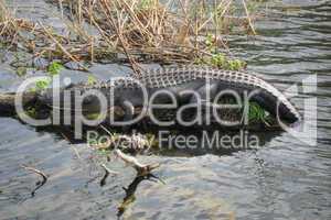 Relaxed Crocodile, Everglades, Florida, January 2007