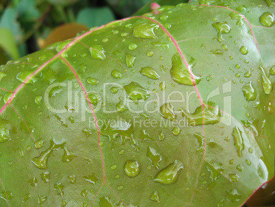 Leaf Drops, Florida, January 2007