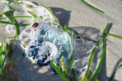 Jellyfish in Key West, Florida, January 2007