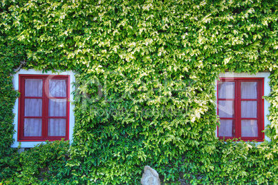 Red Windows in a Carpet of Green Leaves, Bolgheri, Italy, March