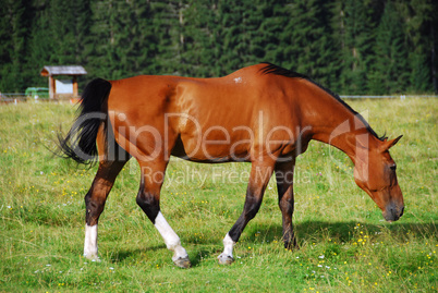 Horse, Val Visdende, Italy, July 2007