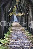 Tree Alley in Lucca, Italy