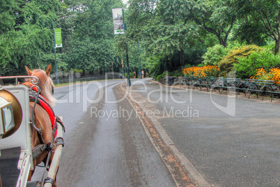 Coach in New York City Central Park