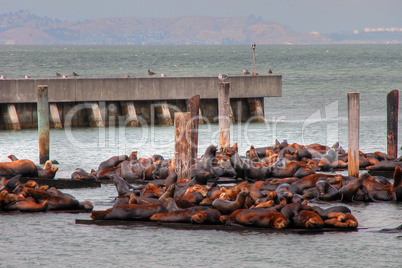 Seals in San Francisco Port, August 2003