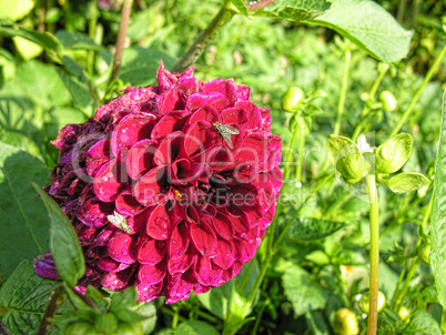 Flower in Odense, Denmark, August 2006