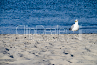 Strandvögel