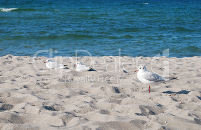 seagulls beach