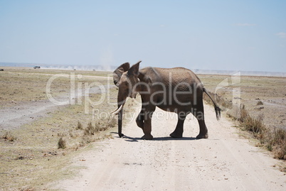Dürrekatastrophe im Amboseli Nationalpark(Kenia)